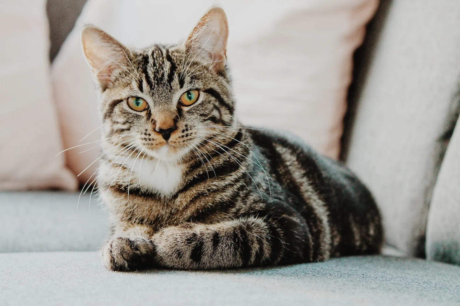 A cat sitting on a sofa in a bright room.