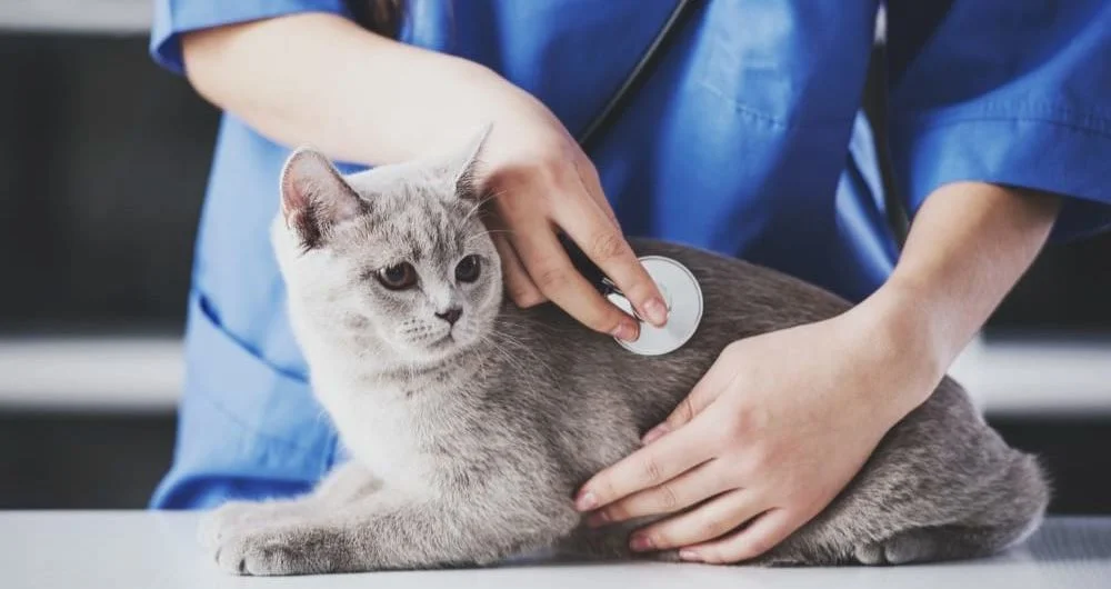 Cat Insurance Banner