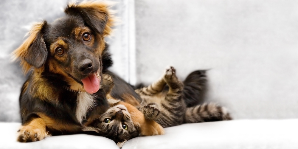 Lifetime Pet Insurance Banner