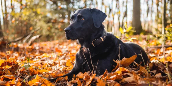 Black labrador thumbnail