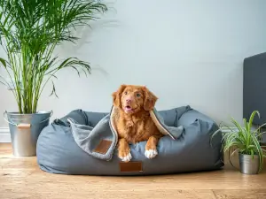 How to Dog Proof Your Home thumbnail