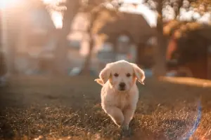 Puppy Toilet Training thumbnail