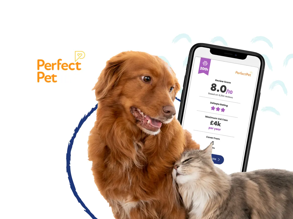 Perfect Pet Insurance Hero Image