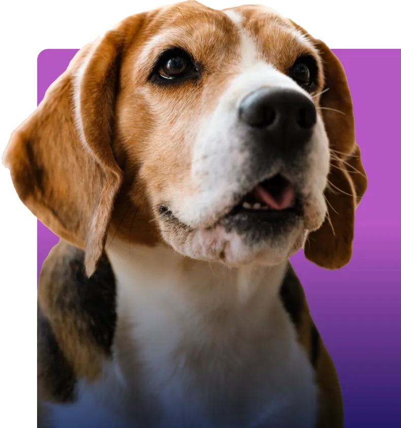 Dog Image