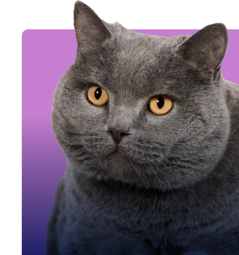 Cat Image