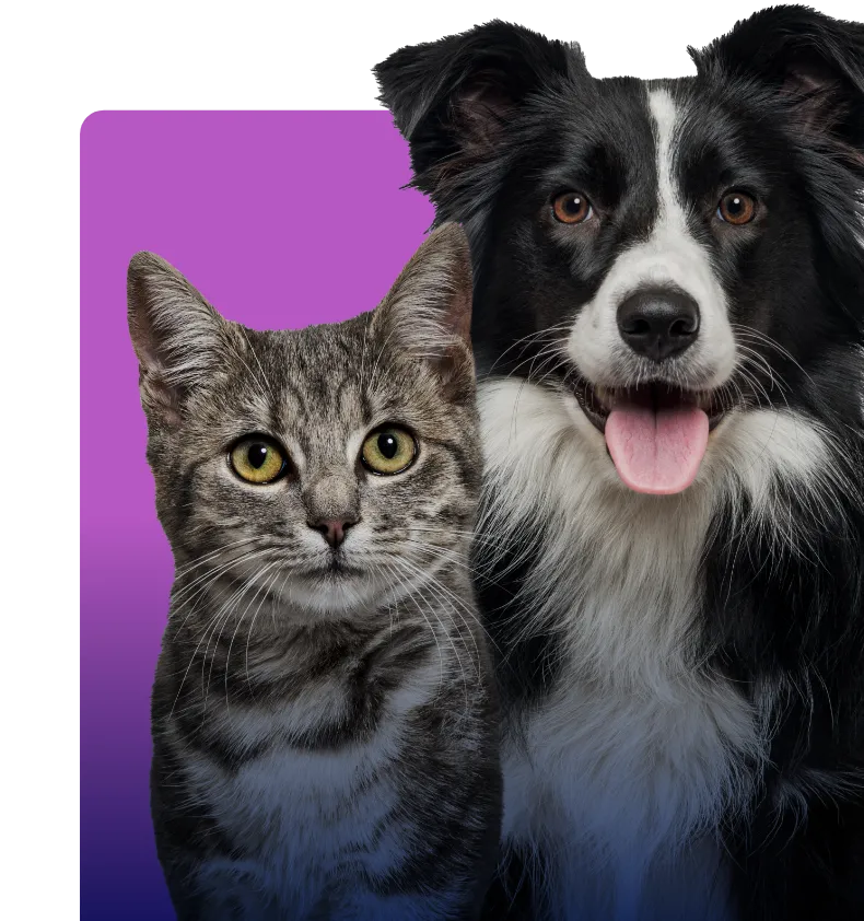 Multi-Pet Image
